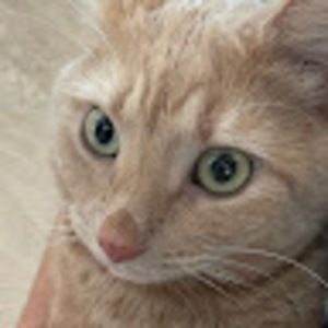 Meet your Posher, Cedar